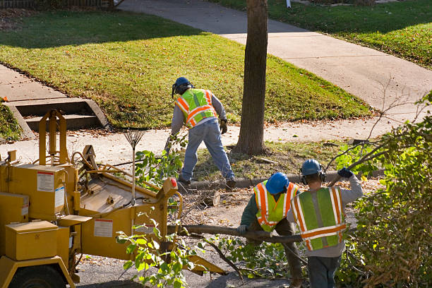 Concord, VA Tree Service Company